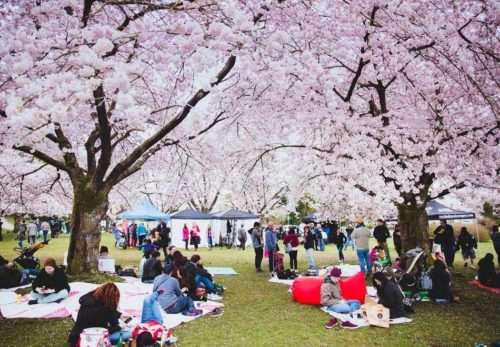 hanami