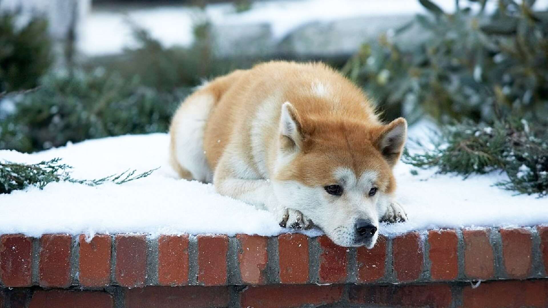 26++ Anjing akita hachiko info